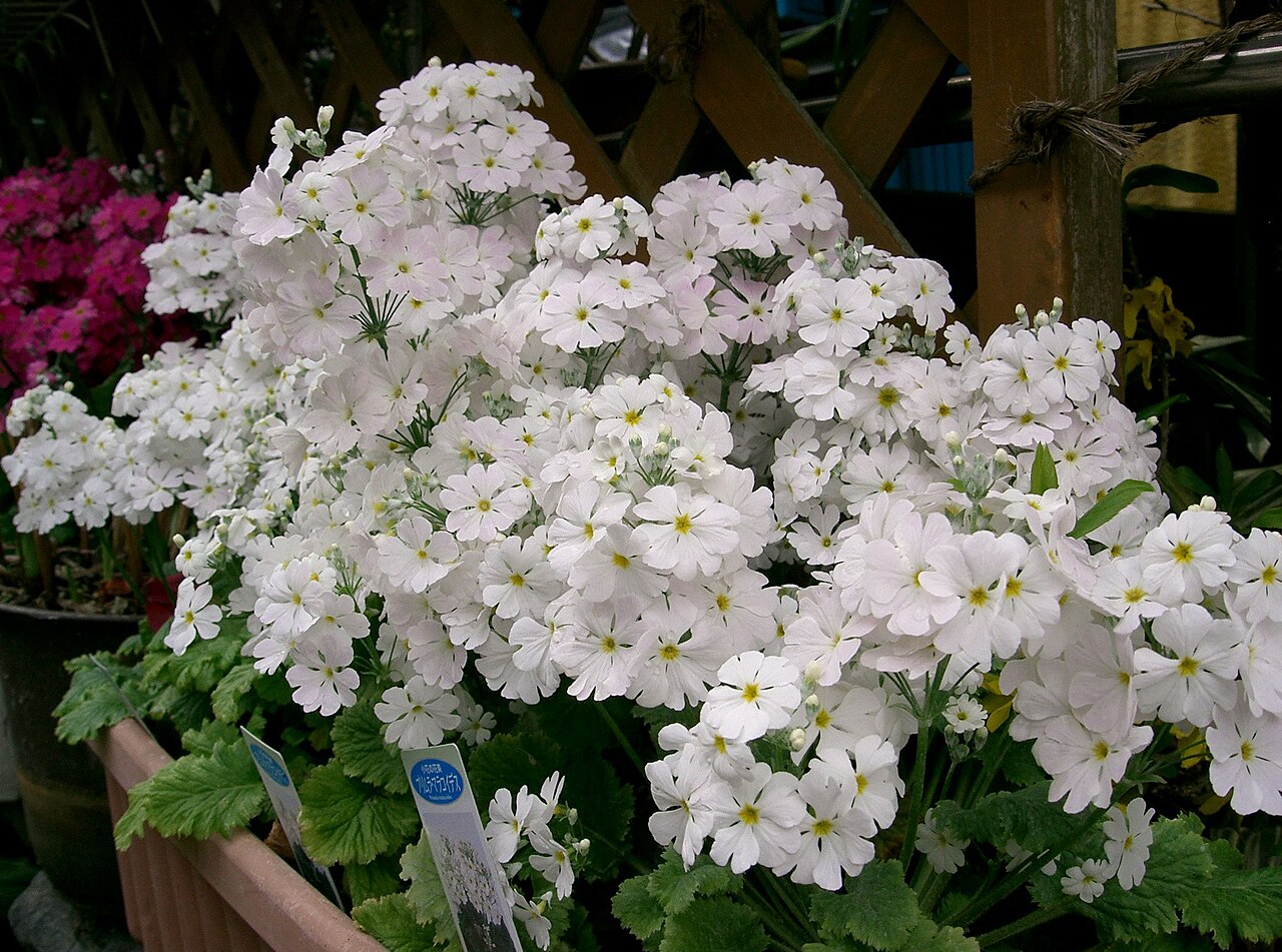 Primula malacoides, Fairy primrose — clumping semi-evergreen (Primulaceae) (image 1 of 10)