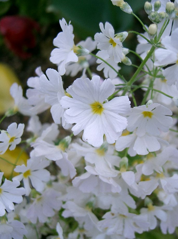 Primula malacoides, Fairy primrose — clumping semi-evergreen (Primulaceae) (image 2 of 10)