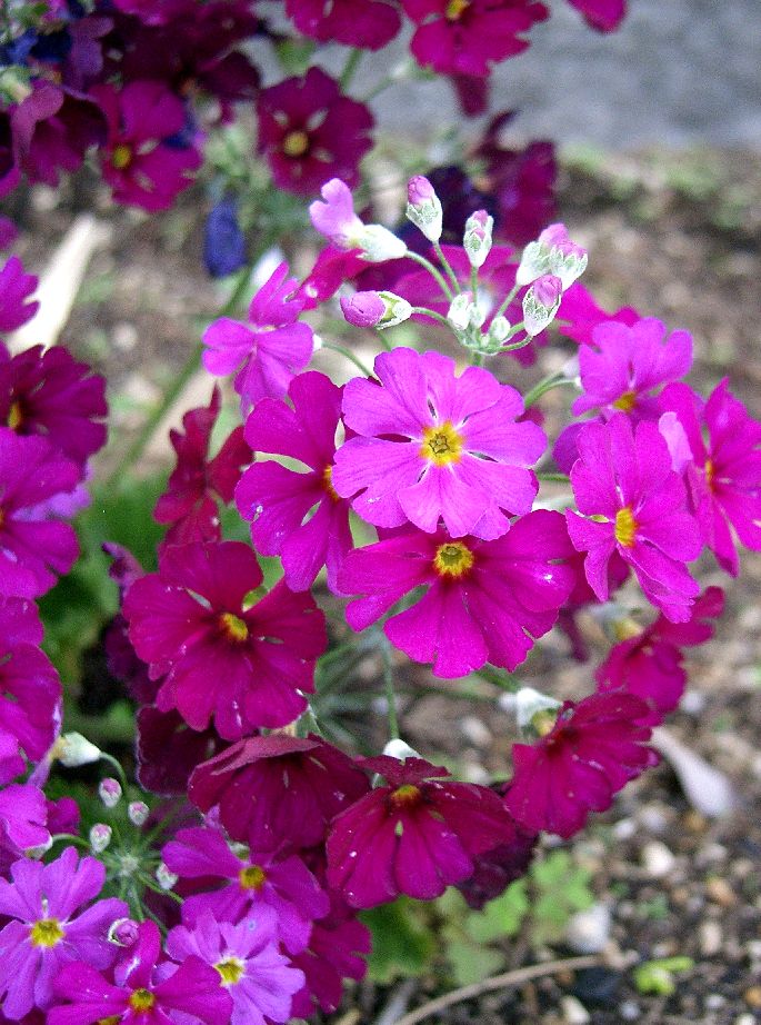 Primula malacoides, Fairy primrose — clumping semi-evergreen (Primulaceae) (image 3 of 10)