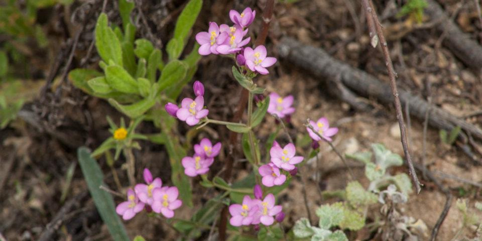 Spergularia (Sand-Spurries) (alternate view 5)