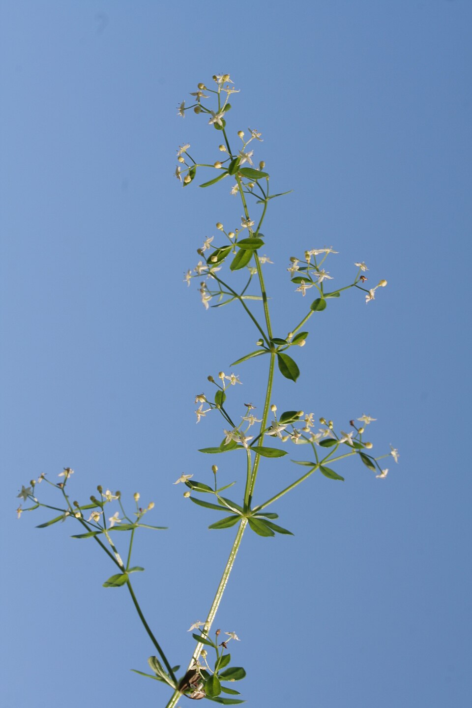 Galium album (white bedstraw)