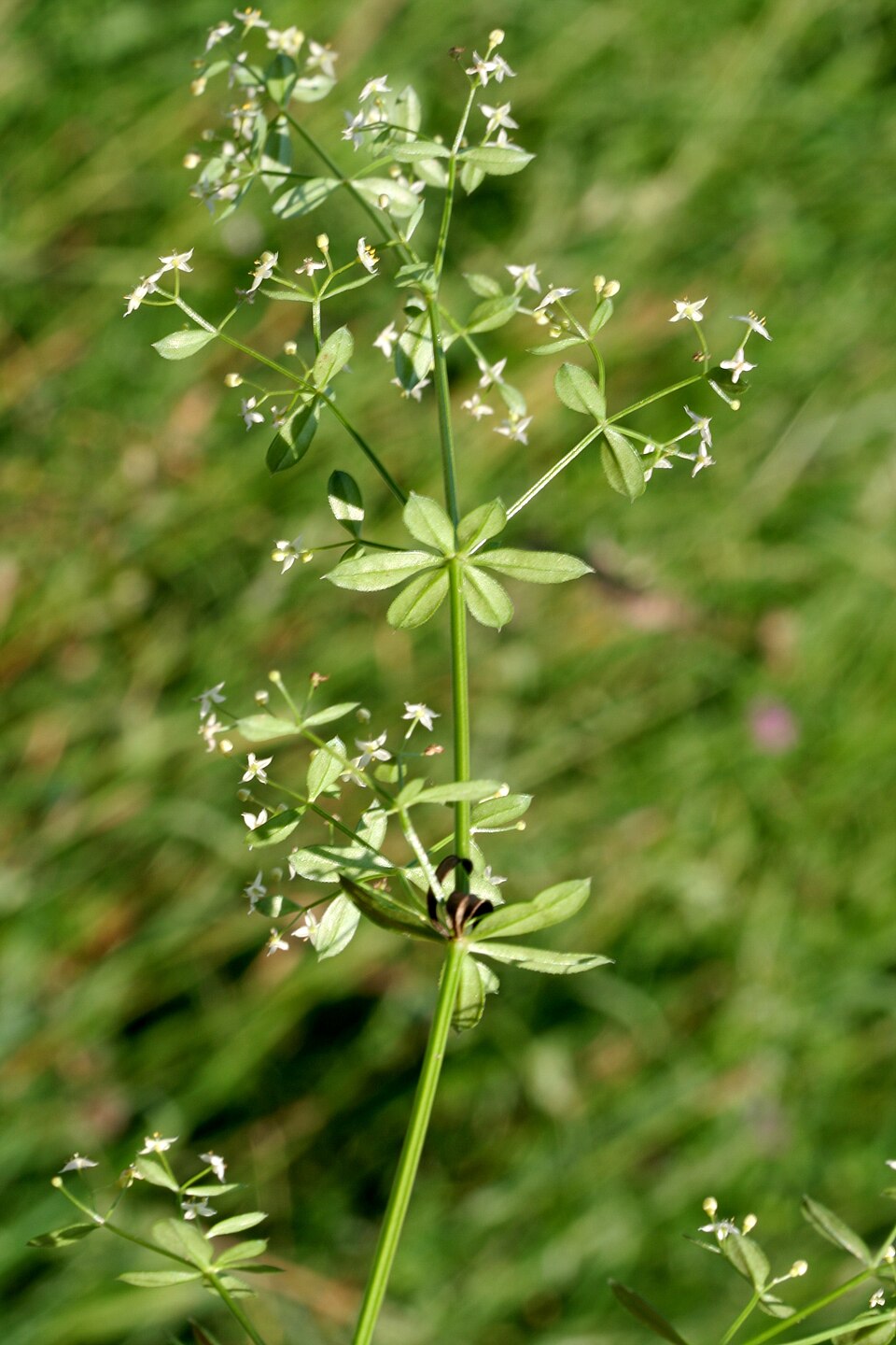 Galium album (white bedstraw)