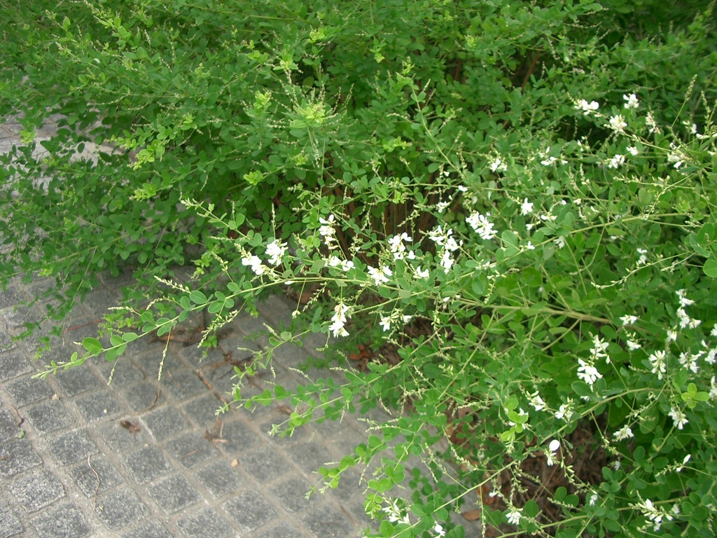 Lespedeza bicolor, Shrubby bush clover — spreading deciduous (Fabaceae) (image 2 of 10)