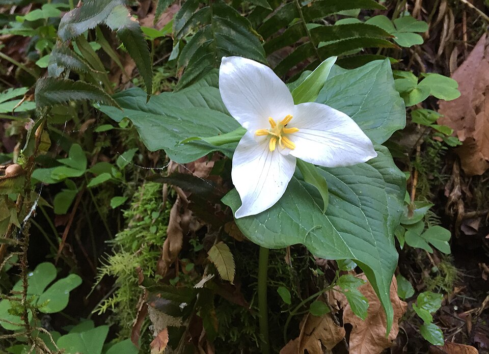 Trillium (trilliums)