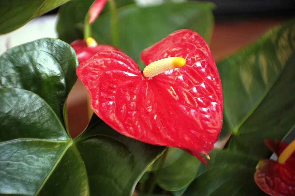 Anthurium (anthuriums) (alternate view 7)