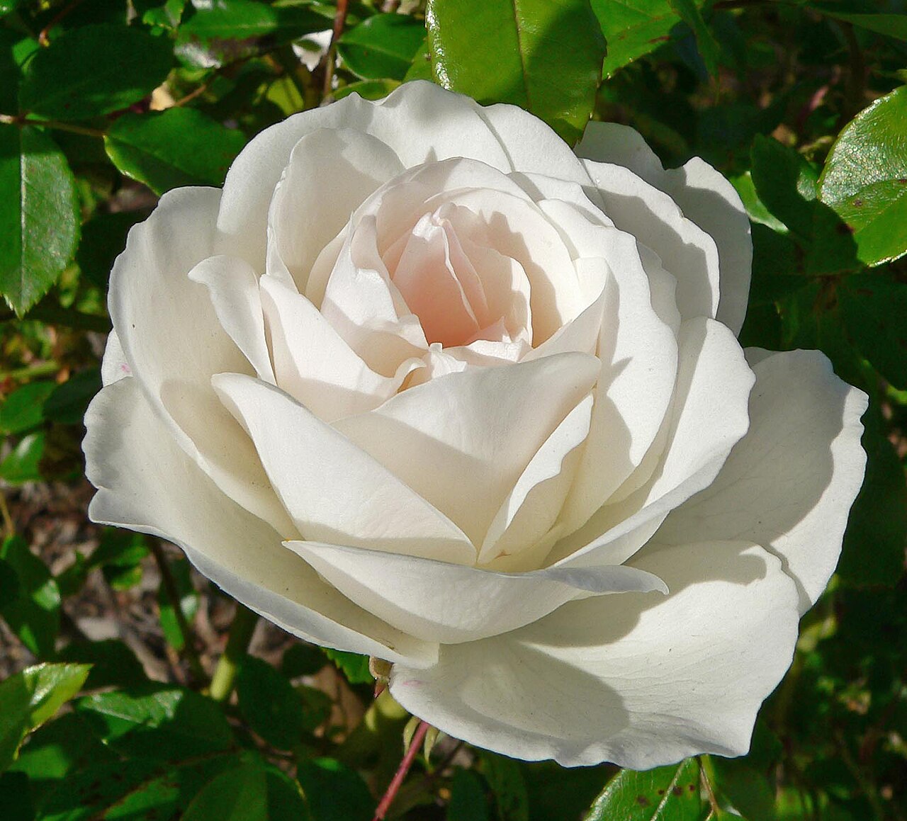 Rosa 'KORbin' (Iceberg Rose)