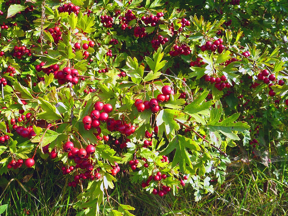 Crataegus (hawthorns) (alternate view 6)