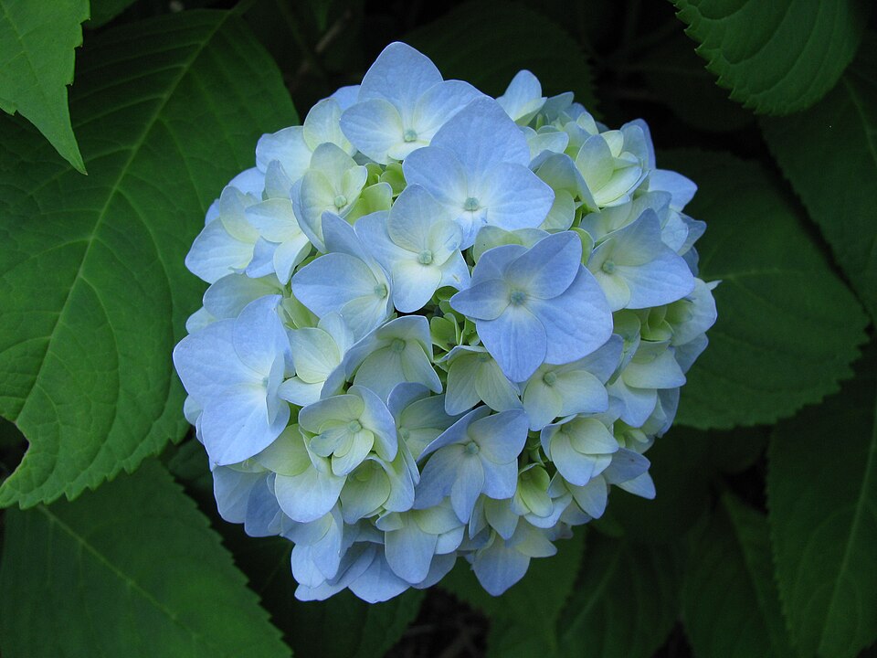 Hydrangea macrophylla 'Endless Summer' (Endless Summer Hydrangea)