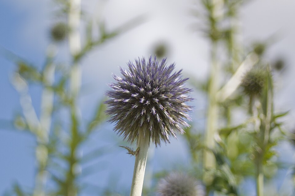 Echinops bannaticus (Blue Globe Thistle) (alternate view 7)