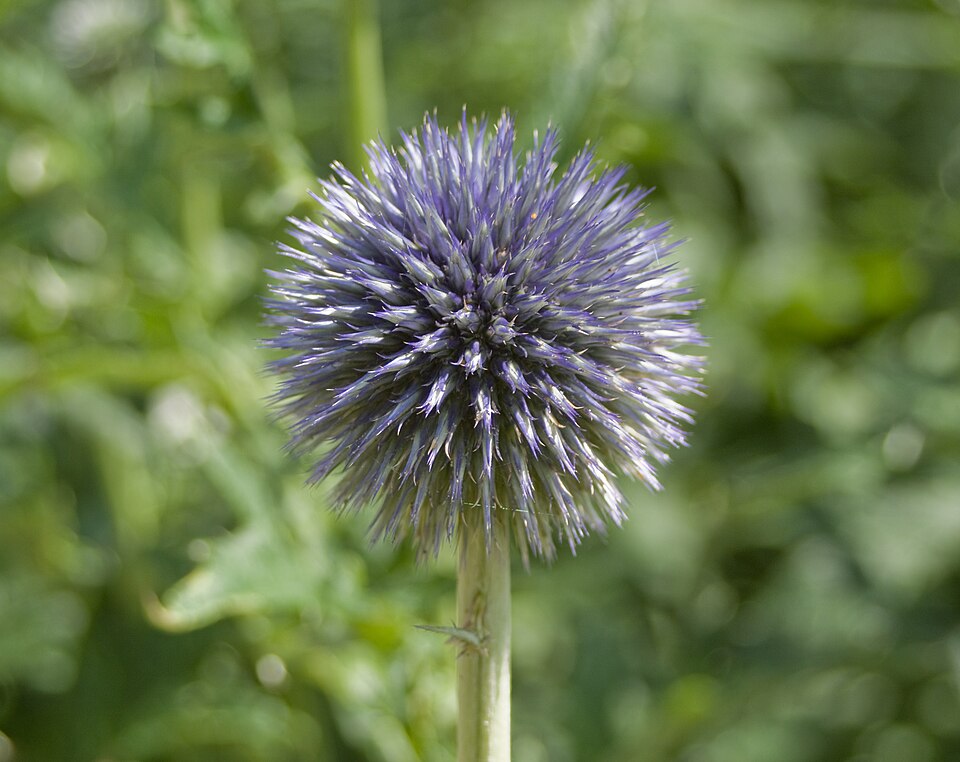 Echinops bannaticus (Blue Globe Thistle) (alternate view 8)