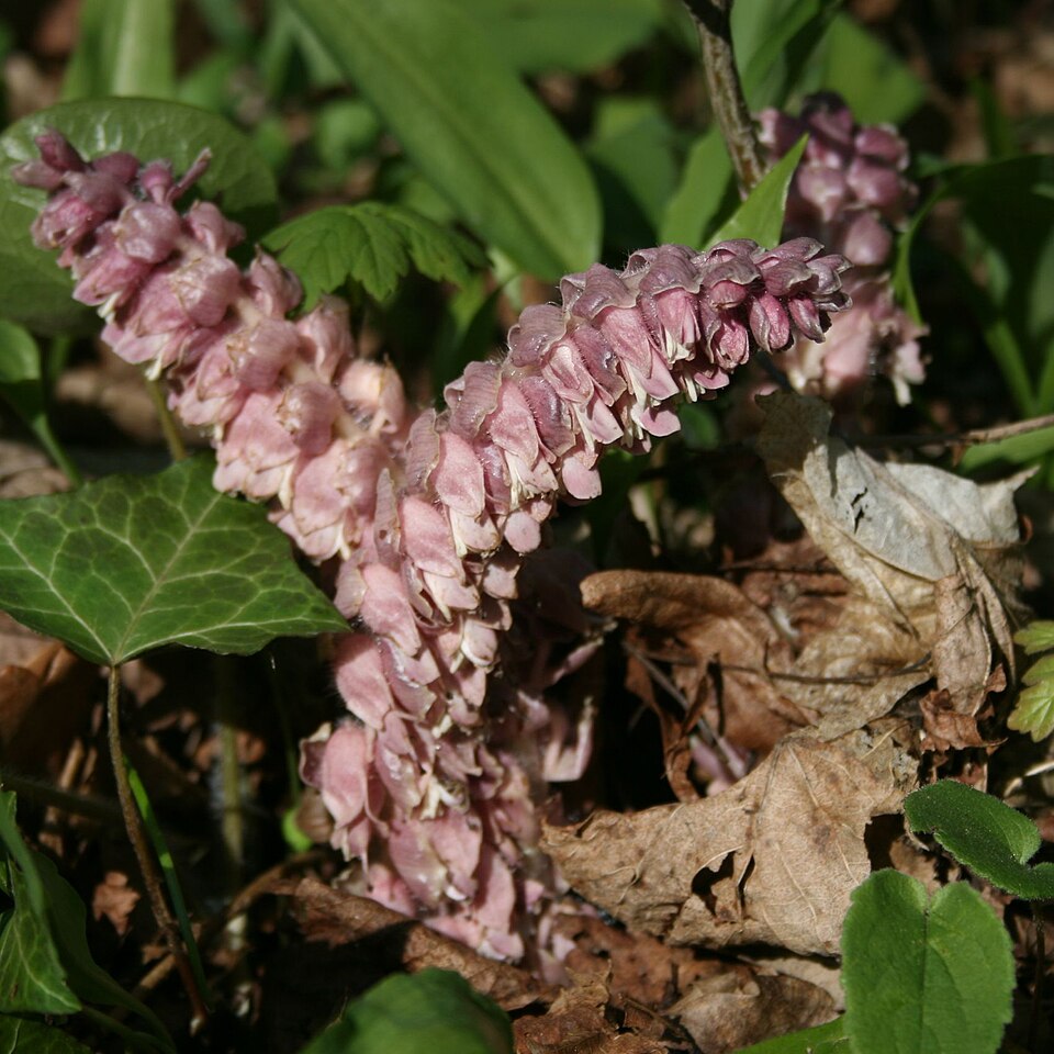 Lathraea squamaria (Common Toothwort)