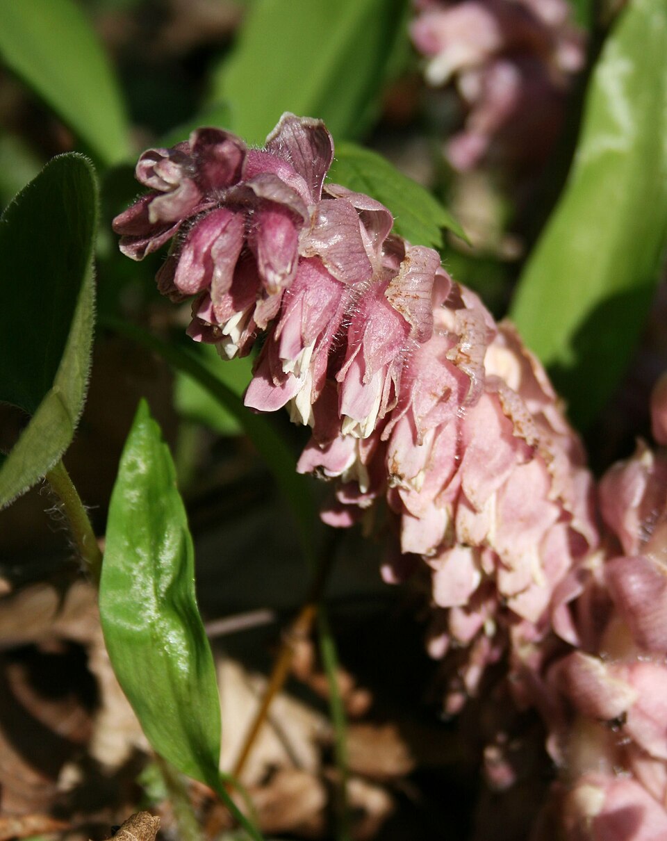 Lathraea squamaria (Common Toothwort)