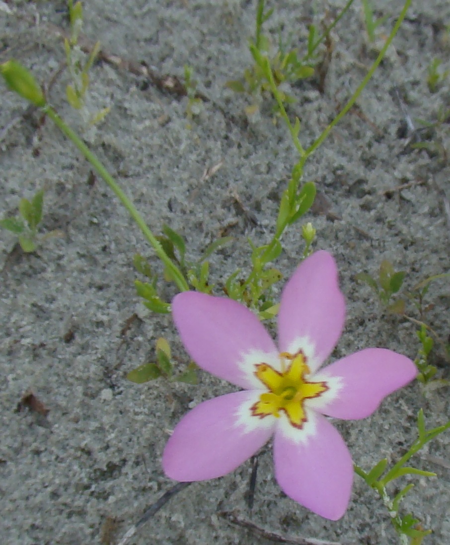 Sabatia stellaris (marsh pink)