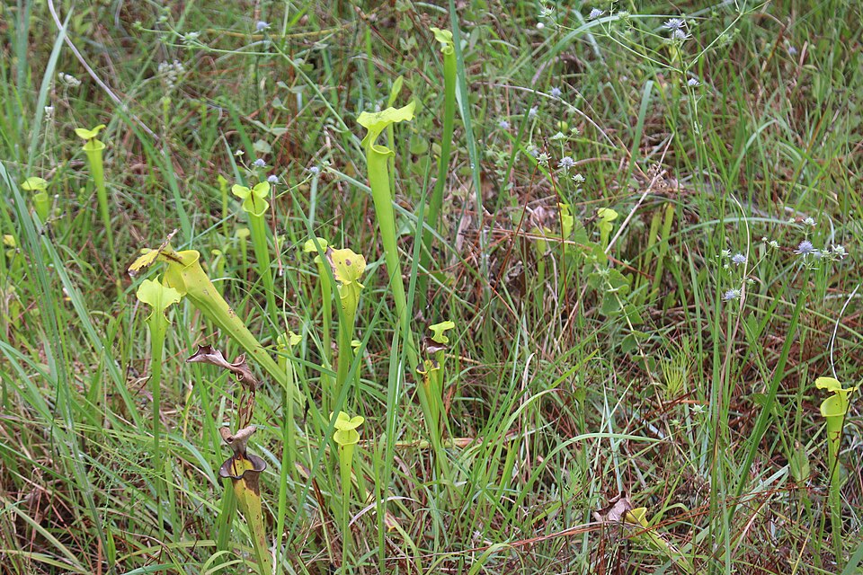 Sarracenia flava (yellow pitcher plant) (alternate view 9)