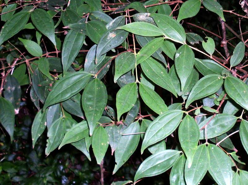 Rhodamnia rubescens (scrub turpentine) (alternate view 6)