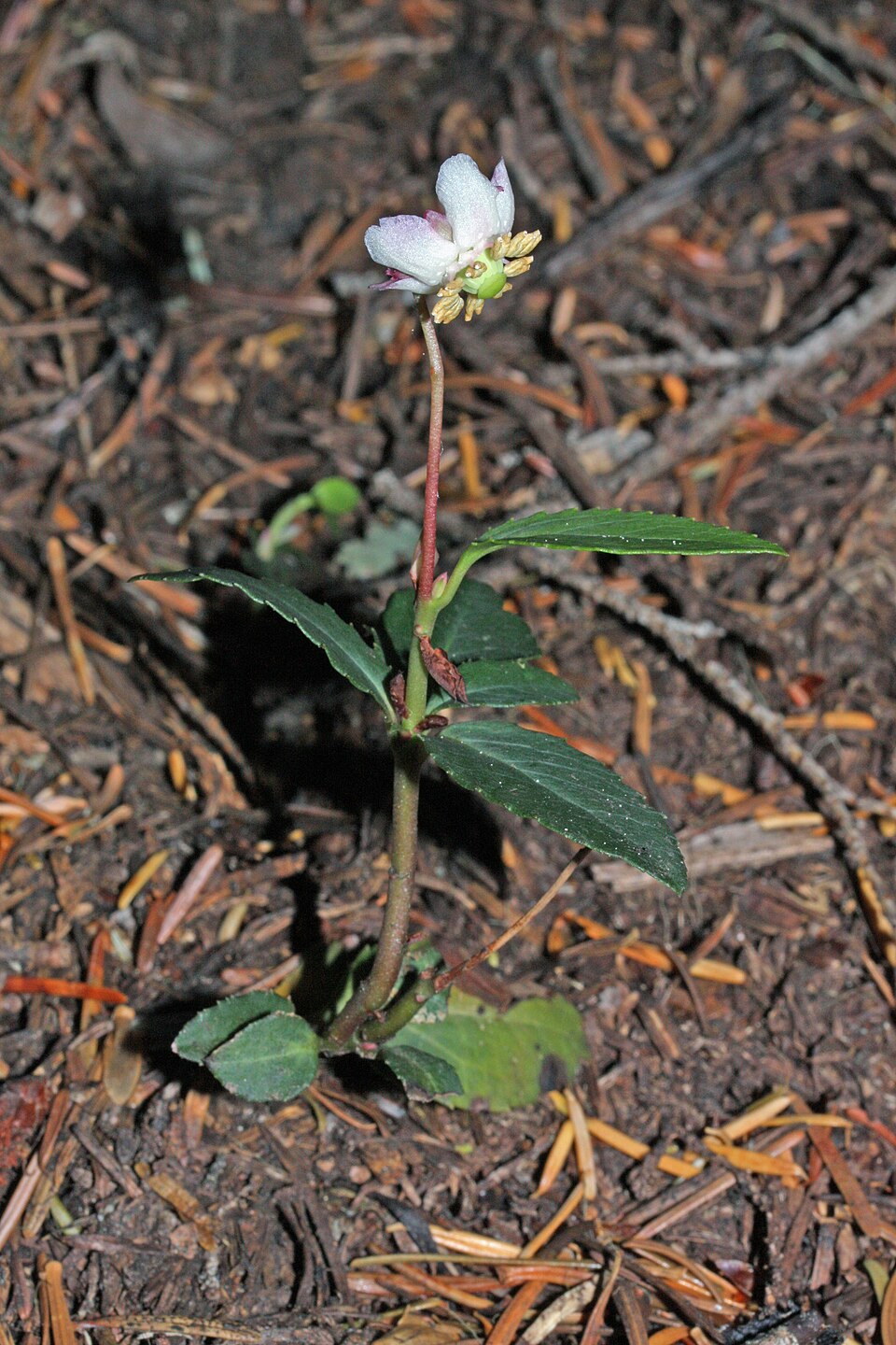 Chimaphila umbellata (pipsissewa)