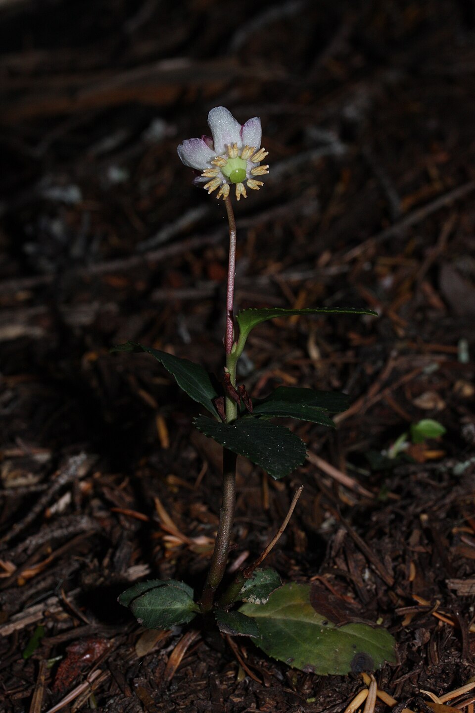 Chimaphila umbellata (pipsissewa)