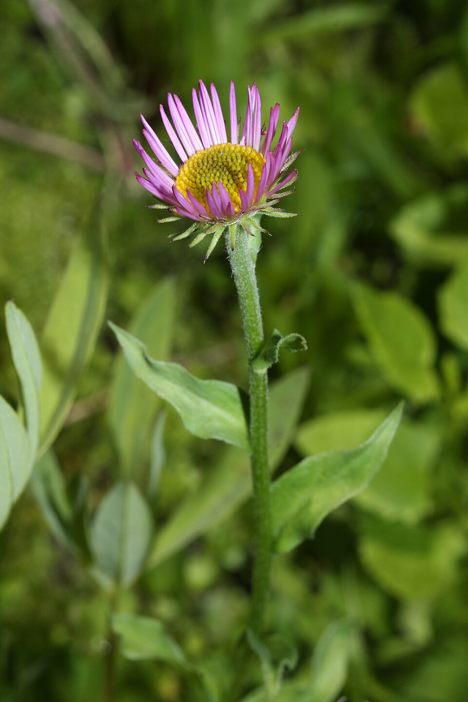 Erigeron peregrinus (Wandering Fleabane) (alternate view 11)