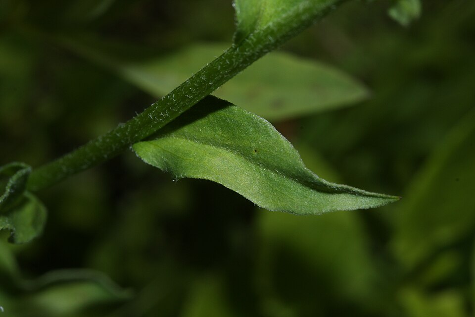 Erigeron peregrinus (Wandering Fleabane) (alternate view 12)
