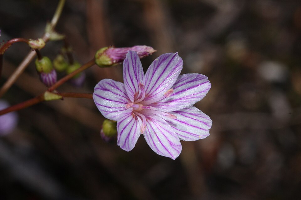 Lewisia columbiana (Columbia Lewisia) (alternate view 9)