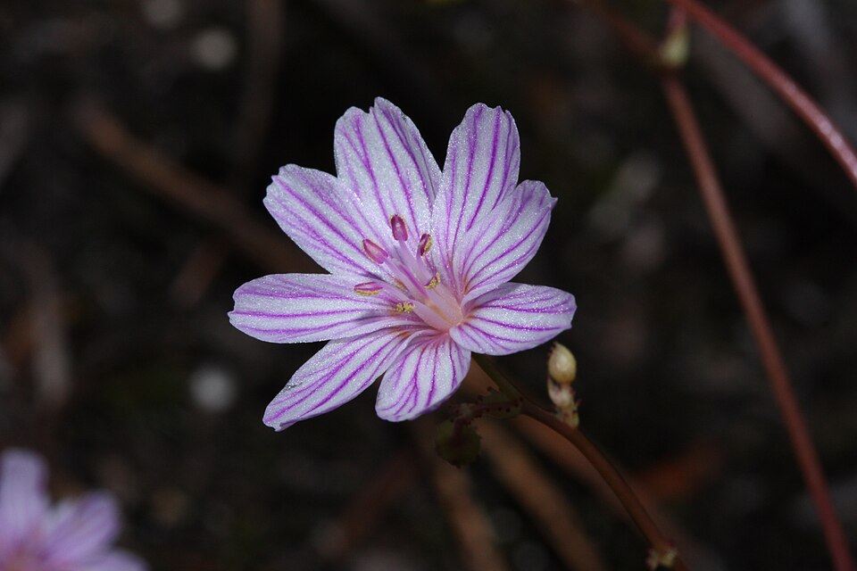 Lewisia columbiana (Columbia Lewisia) (alternate view 10)
