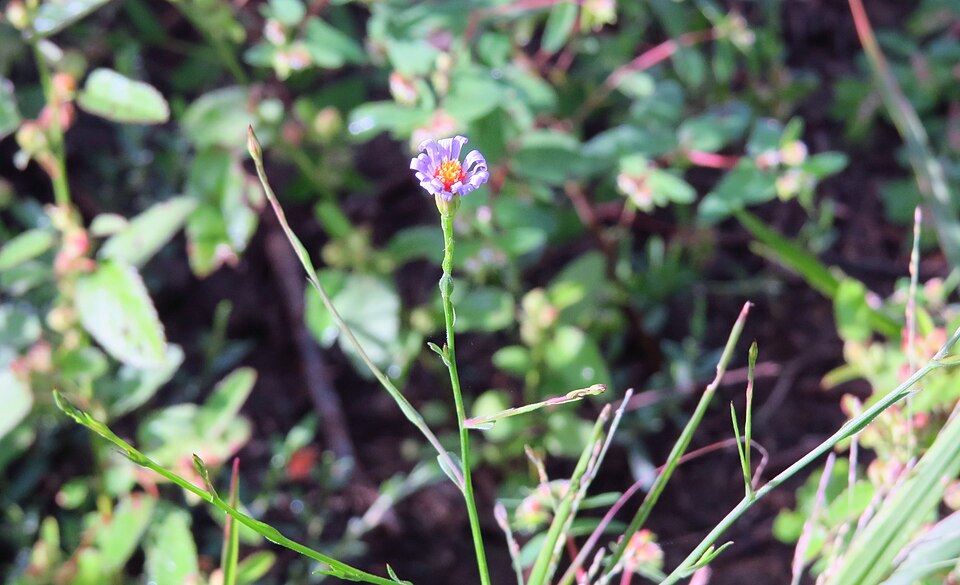 Symphyotrichum divaricatum (southern annual saltmarsh aster) (alternate view 7)