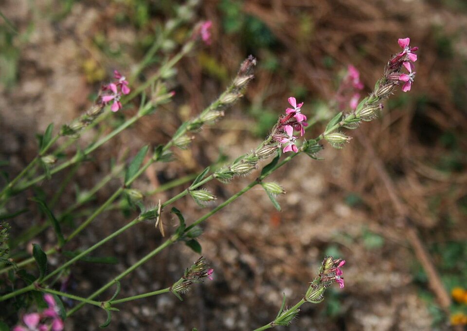 Silene gallica (Small-flowered Catchfly) (alternate view 3)