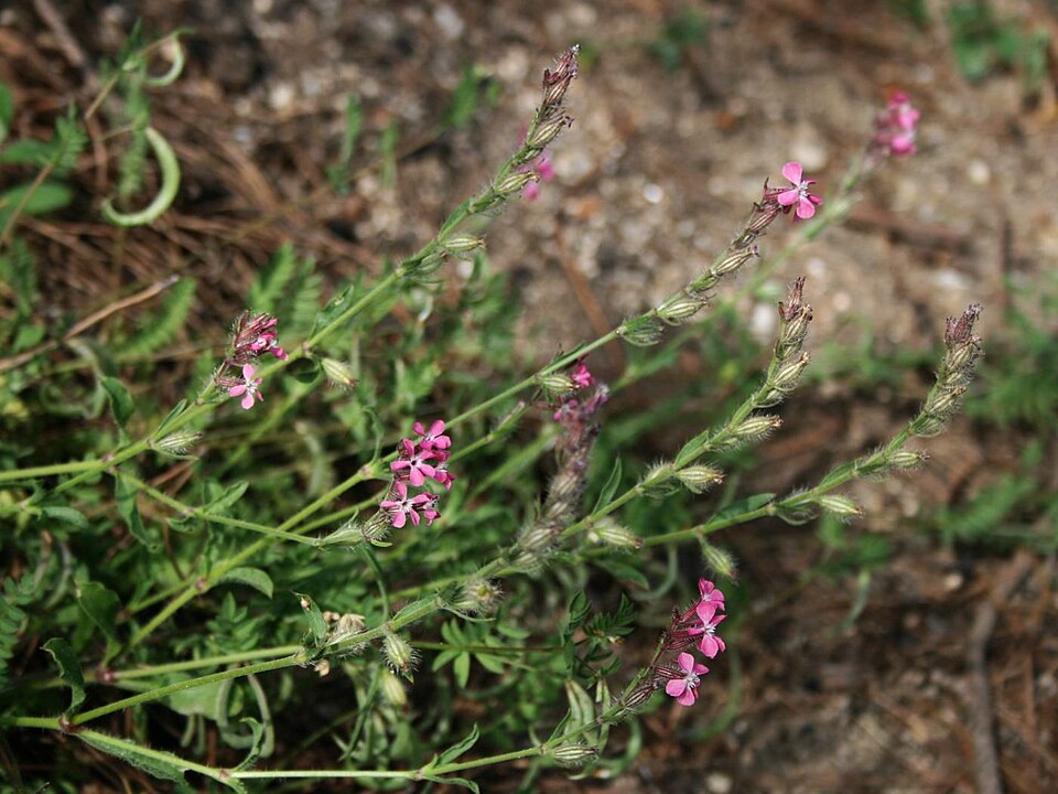 Silene gallica (Small-flowered Catchfly) (alternate view 4)
