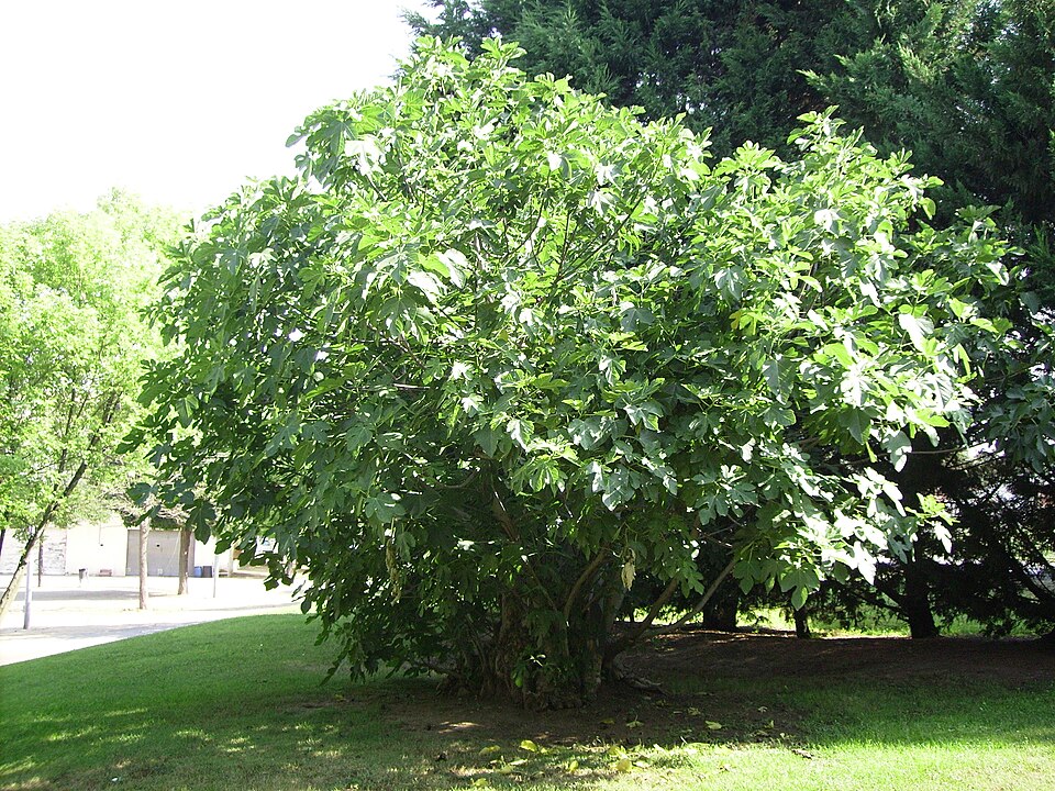 Ficus carica (common fig) (alternate view 3)
