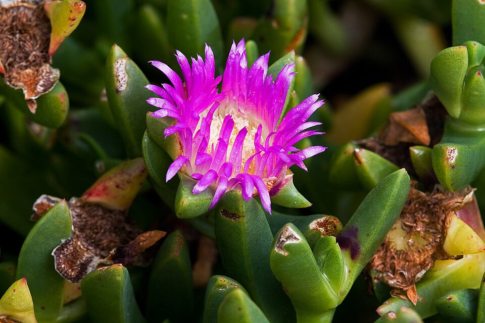 Carpobrotus rossii (Australian Pig Face) (alternate view 6)