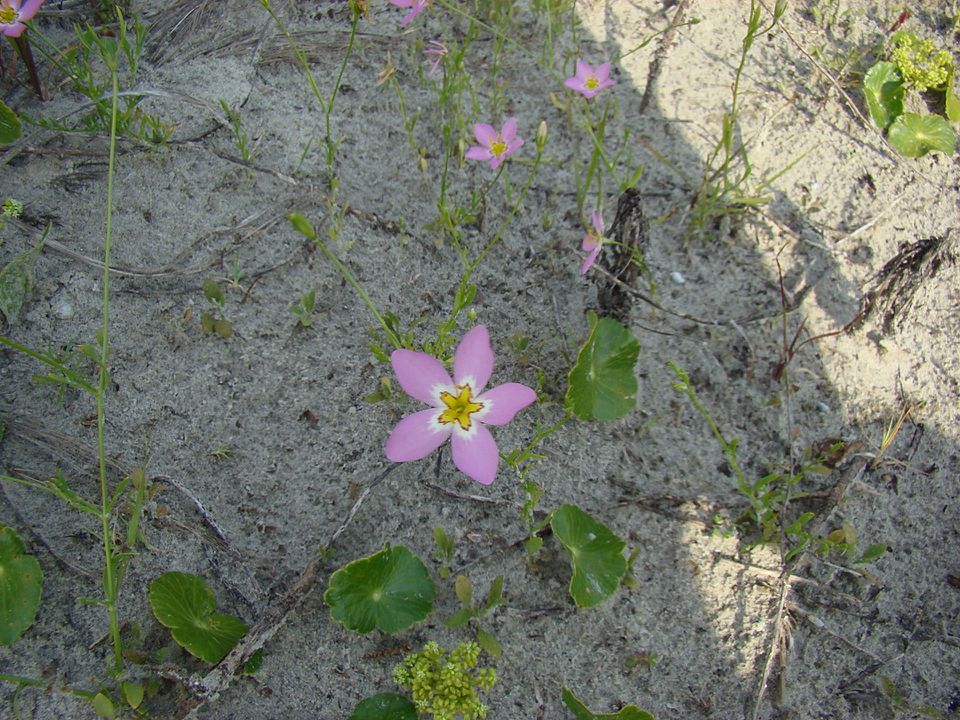 Sabatia stellaris (marsh pink) (alternate view 2)