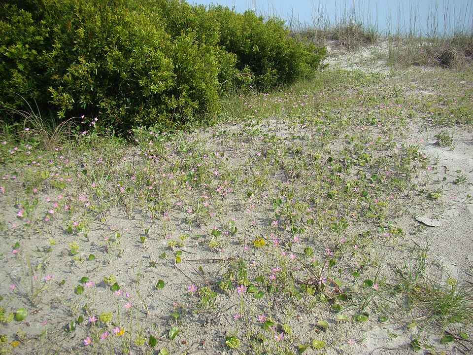 Sabatia stellaris (marsh pink) (alternate view 3)