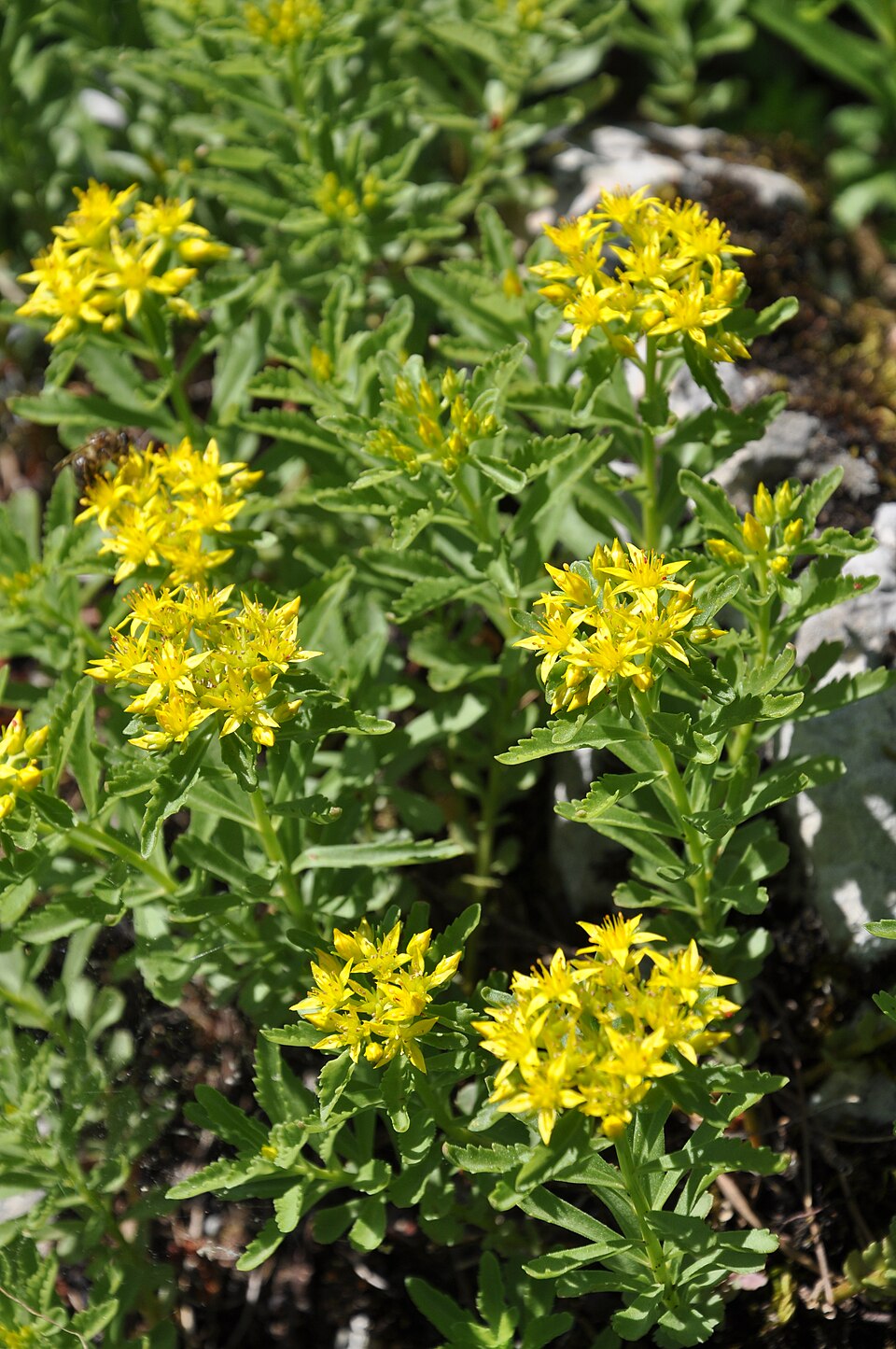 Phedimus selskianus (Selsky Stonecrop) (alternate view 6)