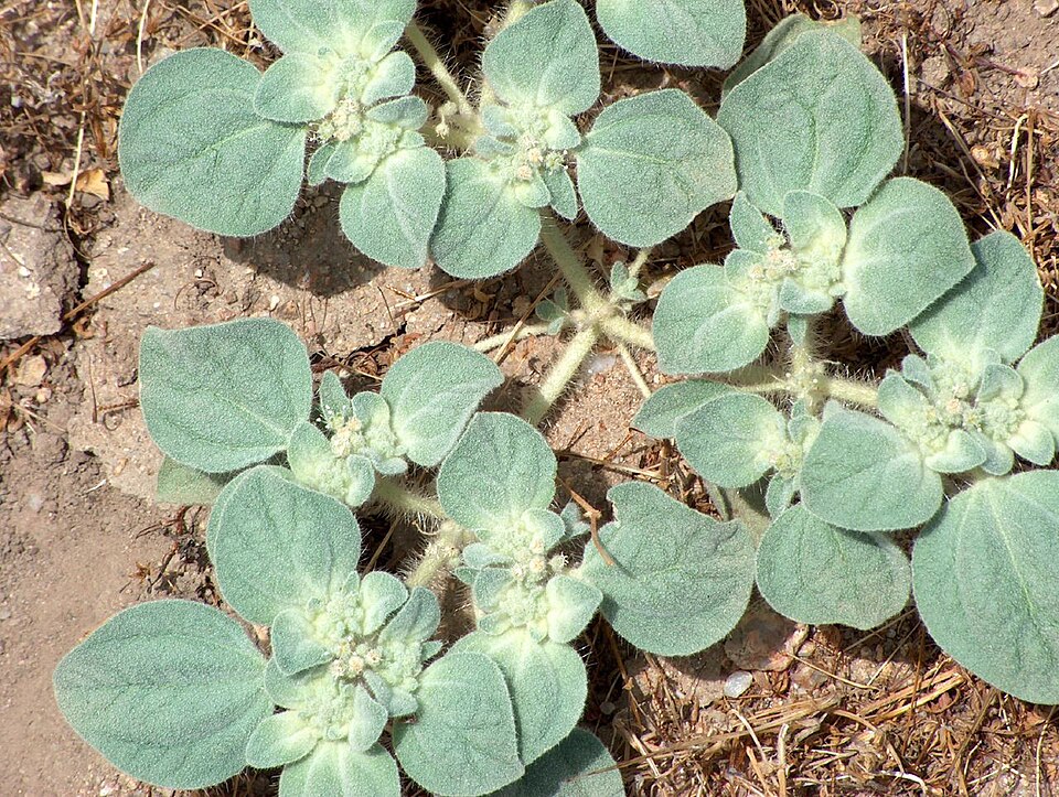 Croton setiger (turkey mullein) (alternate view 7)