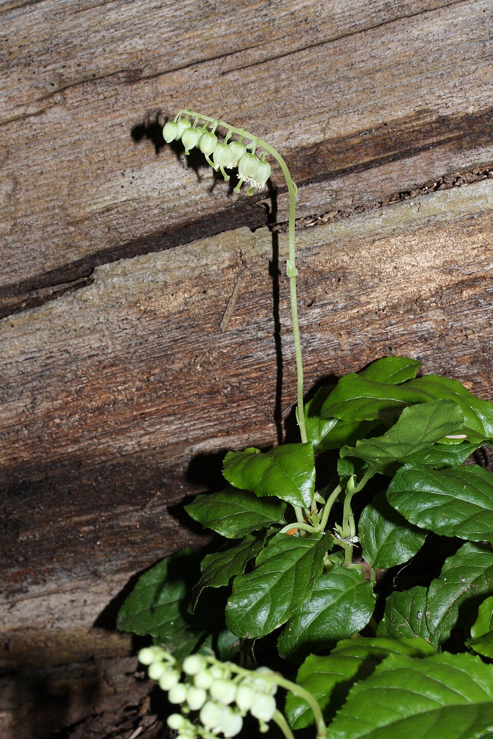Orthilia secunda (one-sided wintergreen)
