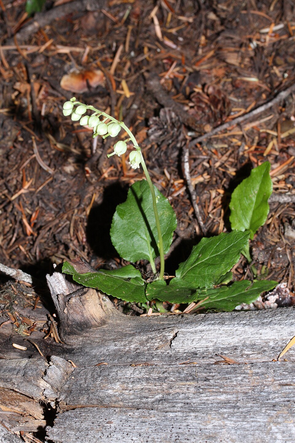Orthilia secunda (one-sided wintergreen)