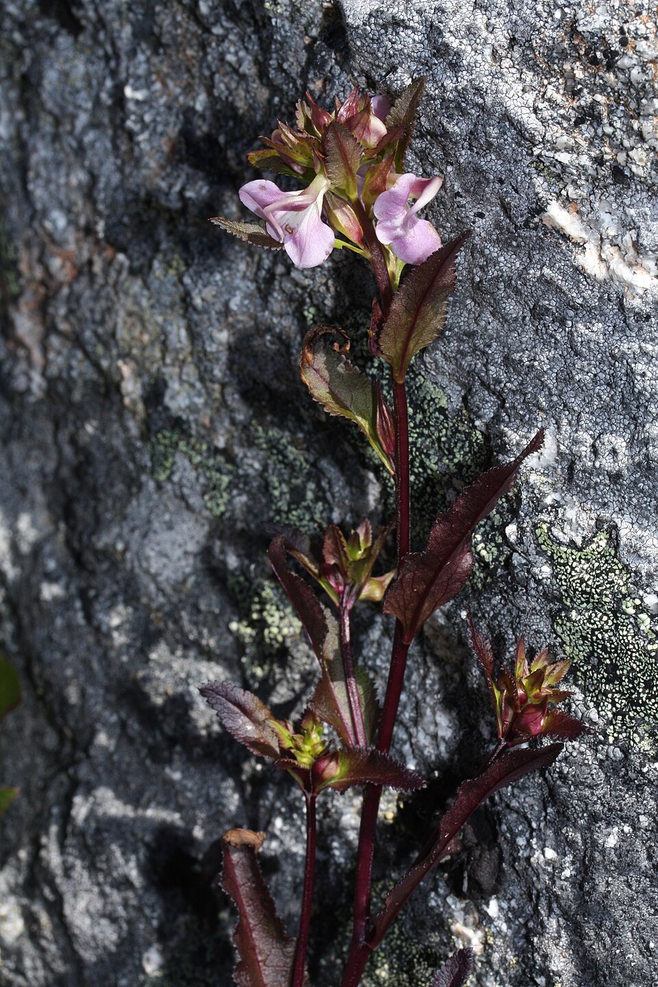 Pedicularis racemosa (Sickletop Lousewort) (alternate view 6)