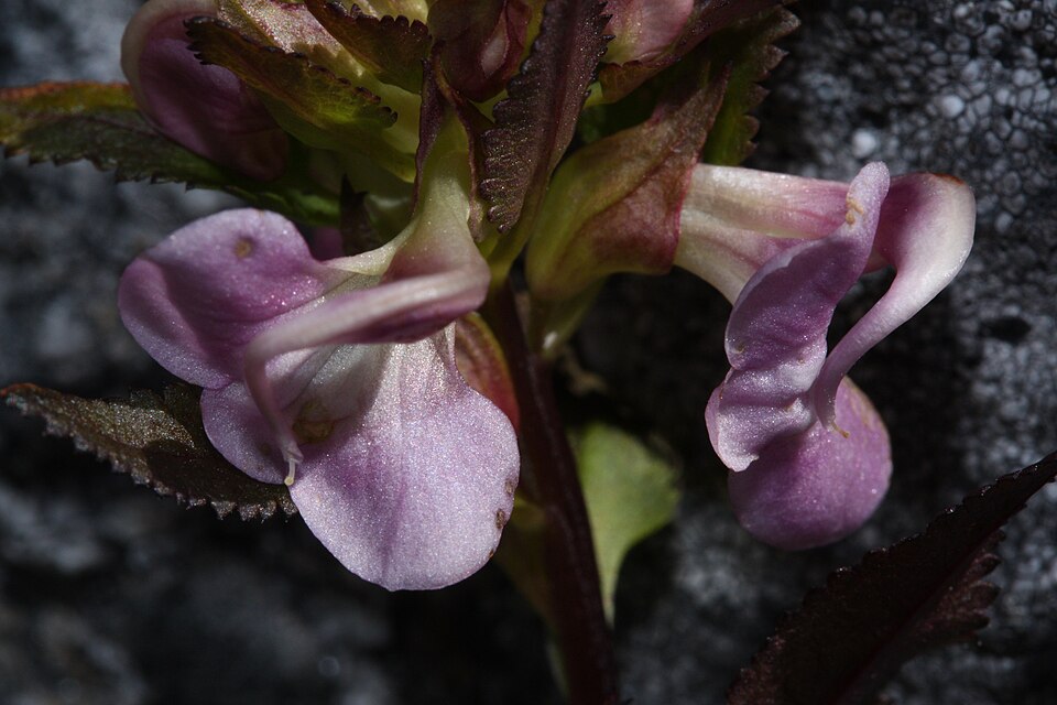 Pedicularis racemosa (Sickletop Lousewort) (alternate view 7)