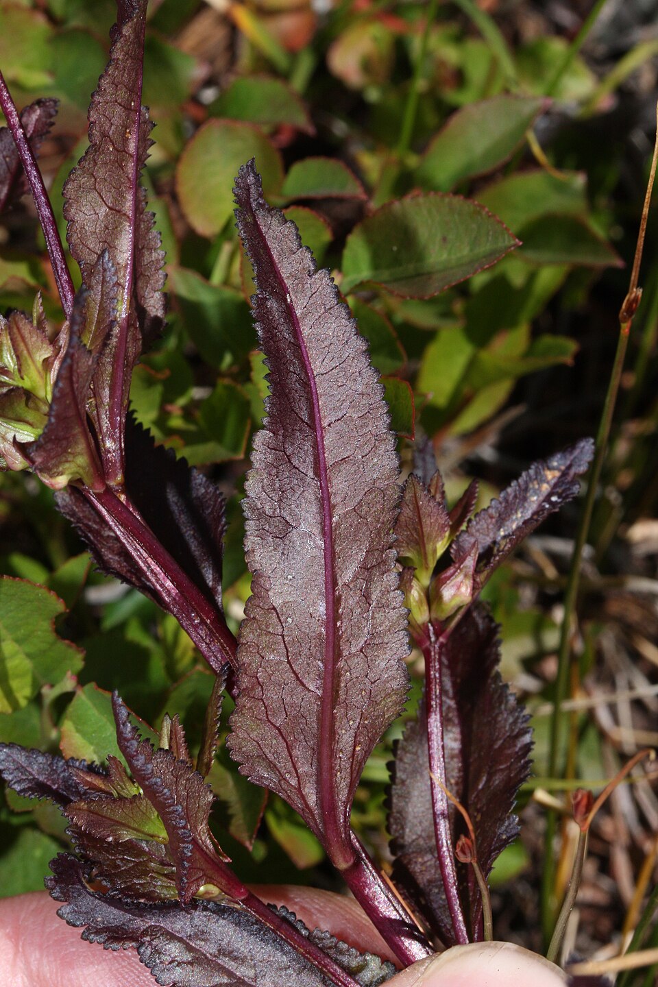 Pedicularis racemosa (Sickletop Lousewort) (alternate view 8)