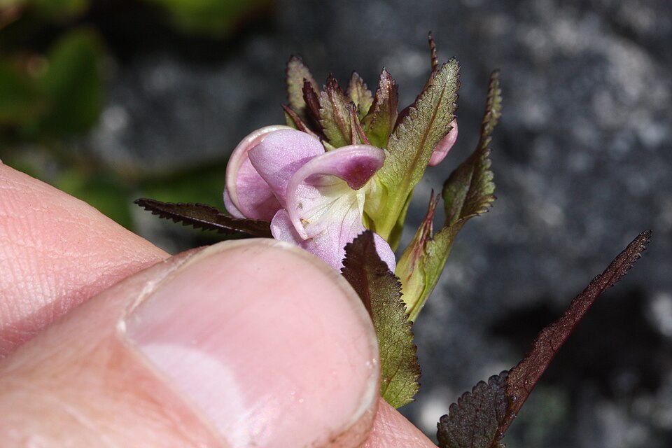 Pedicularis racemosa (Sickletop Lousewort) (alternate view 9)