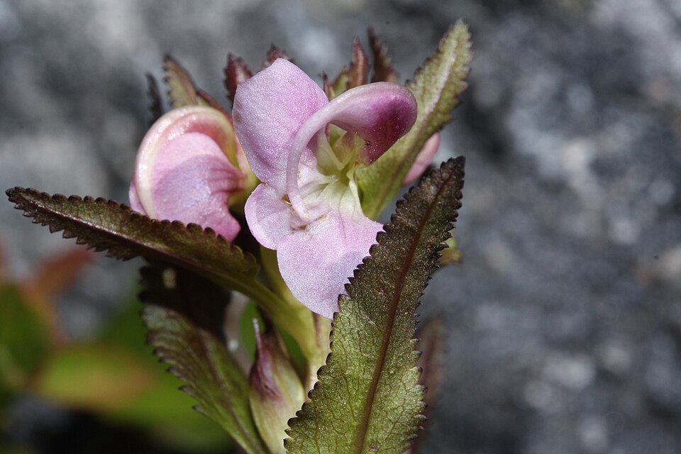 Pedicularis racemosa (Sickletop Lousewort) (alternate view 10)