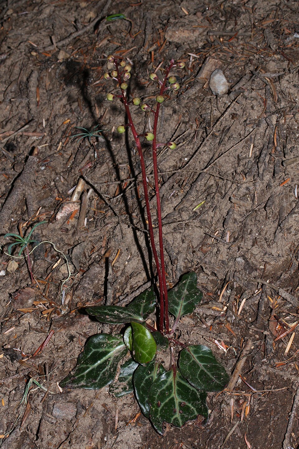 Pyrola picta (white-veined wintergreen) (alternate view 10)
