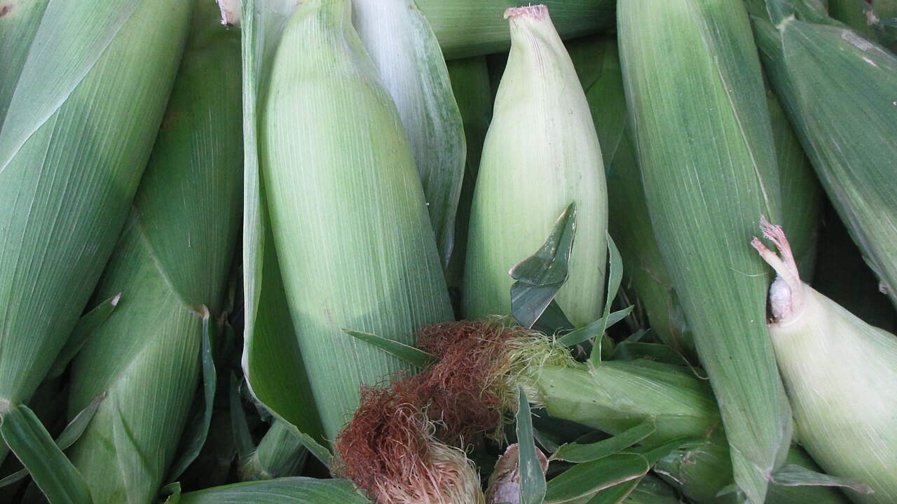 Zea mays, Corn — upright deciduous (Poaceae) (image 5 of 5)