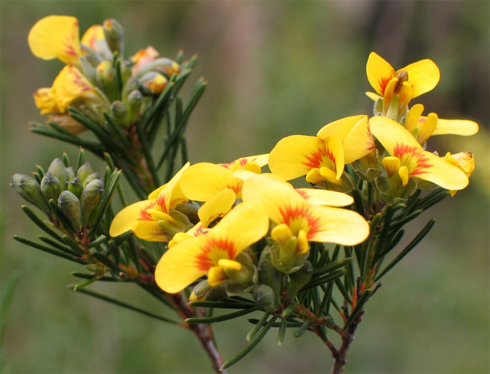 Dillwynia glaberrima (Smooth Parrot-pea) (alternate view 6)