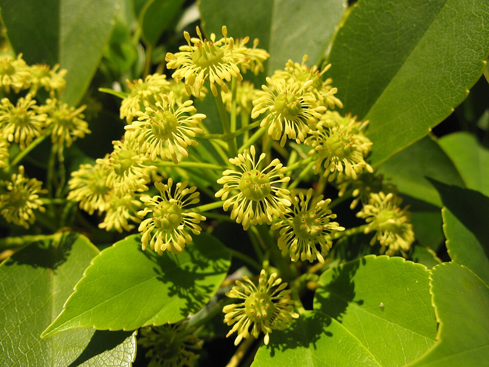 Trochodendron aralioides (alternate view 7)