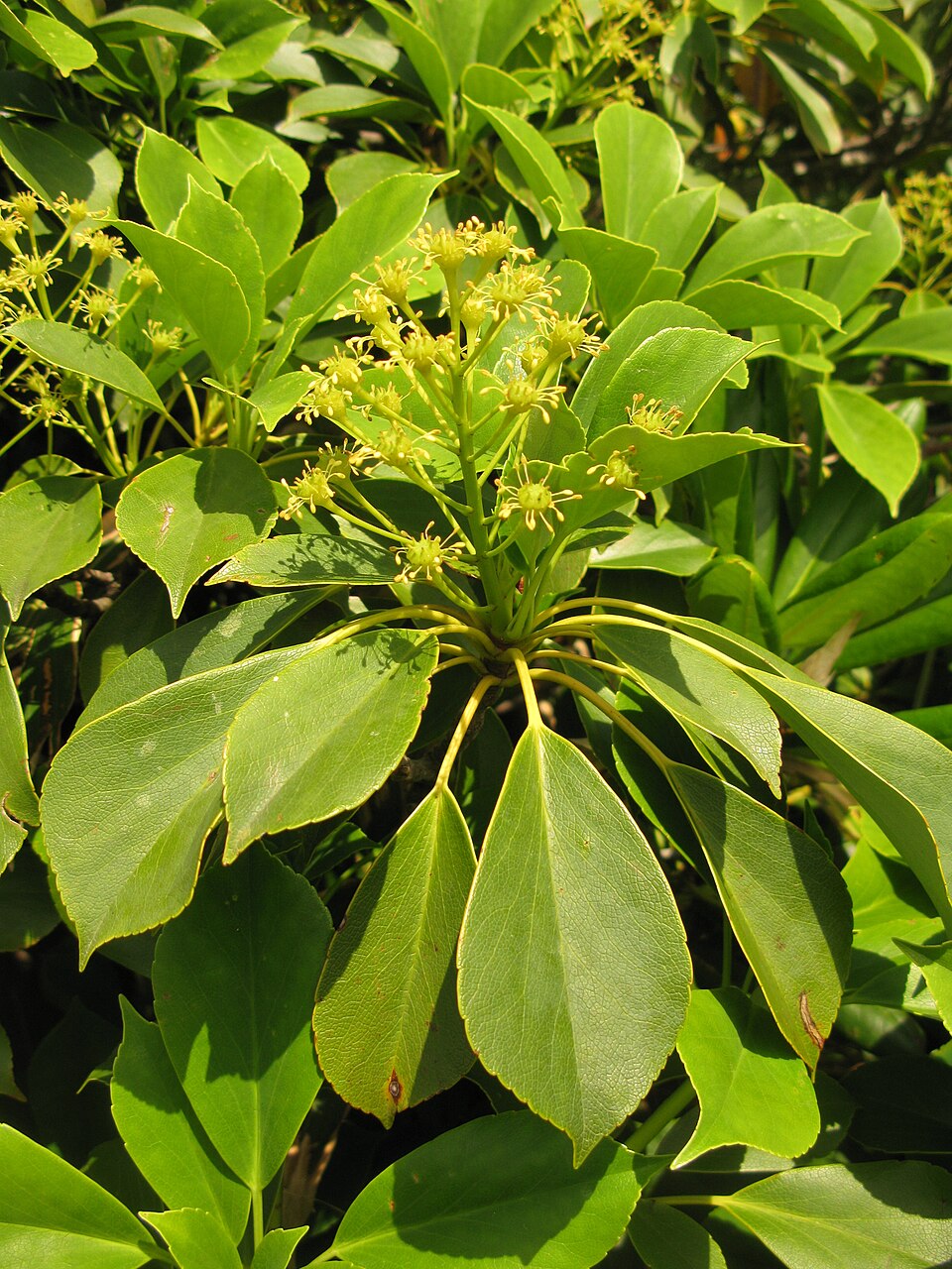 Trochodendron aralioides (alternate view 8)