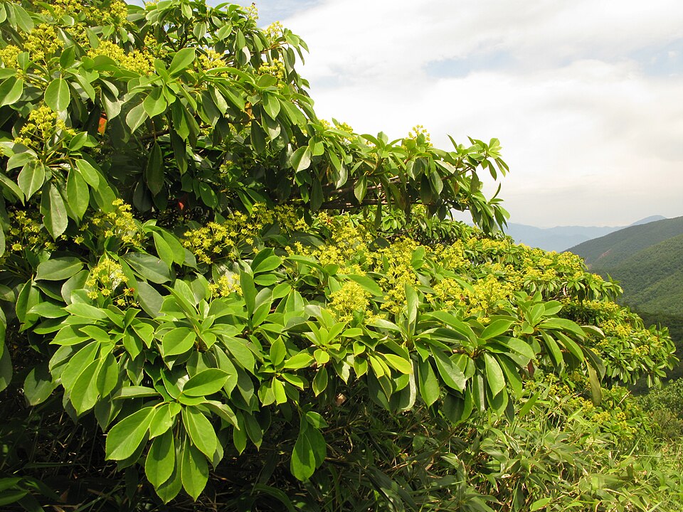 Trochodendron aralioides (alternate view 9)