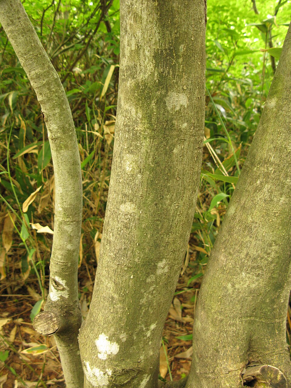 Trochodendron aralioides (alternate view 10)