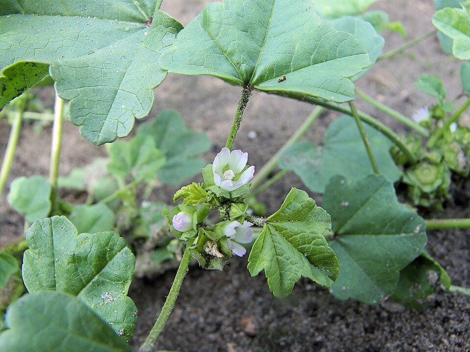 Malva parviflora (cheeseweed mallow) (alternate view 6)