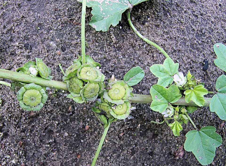 Malva parviflora (cheeseweed mallow) (alternate view 8)